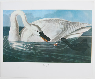 Trumpeter Swan